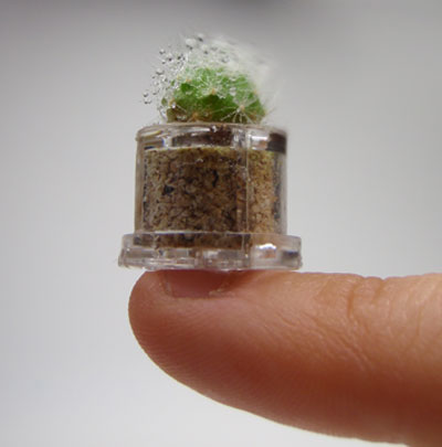 'pinky tree' by weeplant