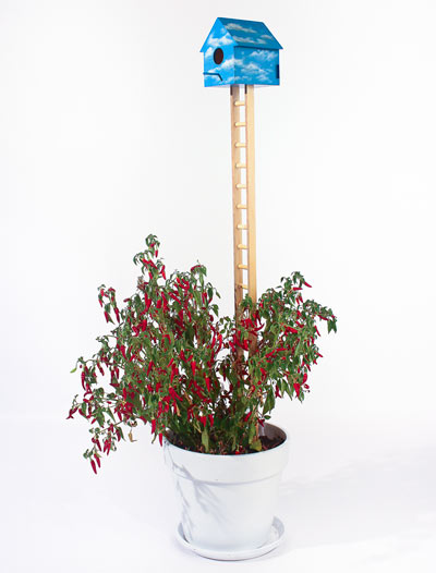 jérémy couture + claudia després: birdhouses