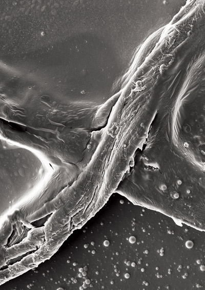 35mm film is eaten and excreted to photograph the inside of the body