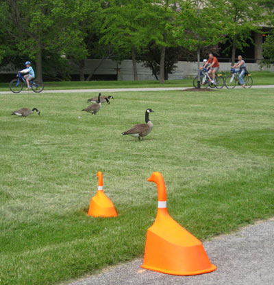 michael savona: goose cones