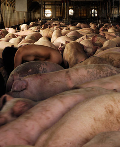 miru kim: the pig that therefore I am