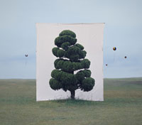 tree photos by myoung ho lee