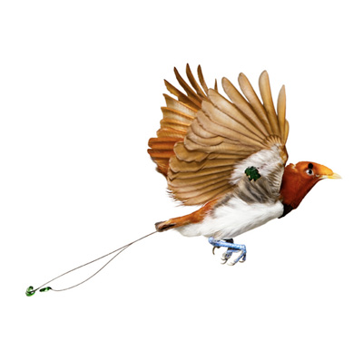 bird by andrew zuckerman