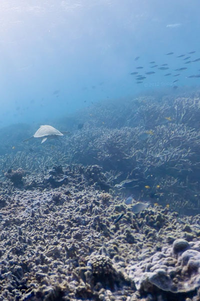 google street view goes underwater
