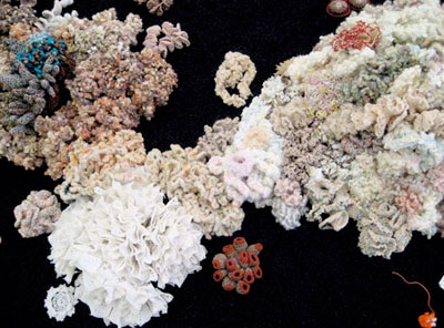 'hyperbolic crochet coral reef' exhibition at track 16, santa monica, USA