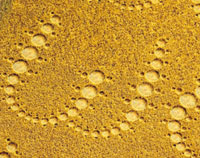 crop circle typography