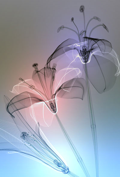 macoto murayama: inorganic flora