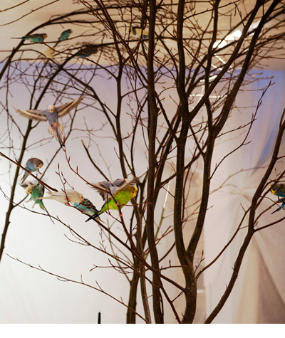 the fantasies of charles by charles kaisin