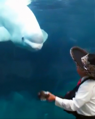 mariachi band serenades juno the beluga