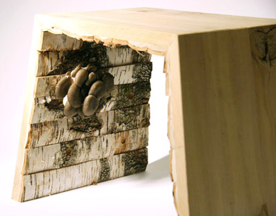 'mushrooms ate my furniture' by shinwei rhoda yen