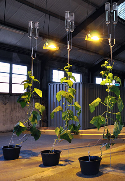 ronald van der meijs: parthenocarp