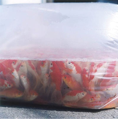 rinko kawauchi: a glimmer in silence