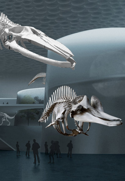 steven holl: natural history museum proposal