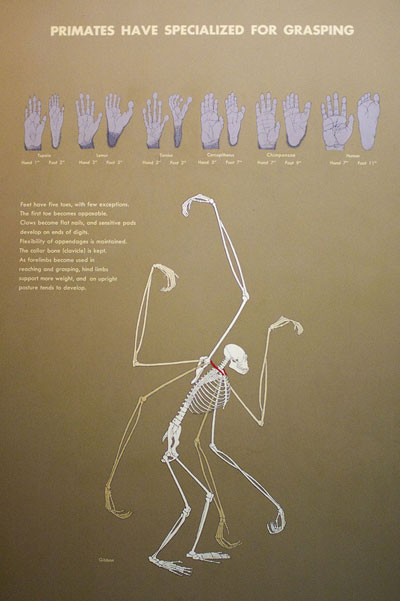 designers specialized for hand to mouth grasping