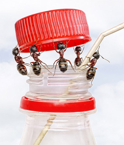 ant tales series by andrey pavlov