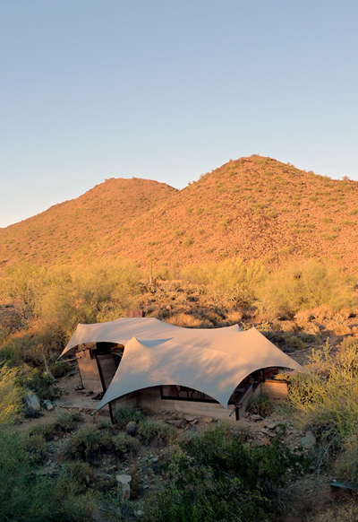 simon de aguero: brittlebush