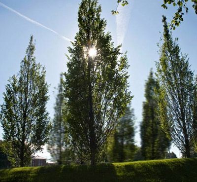 diller scofidio + renfro's joyful trees