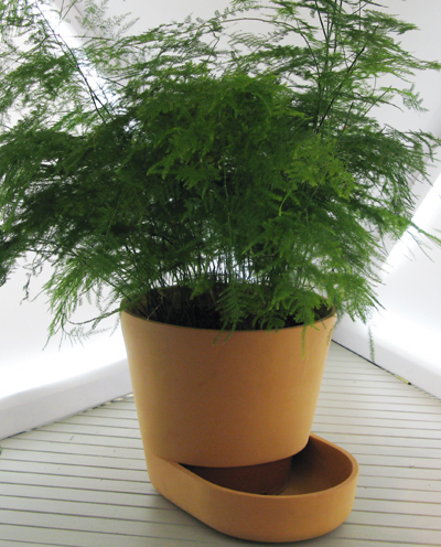 uli budde: plant pot