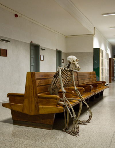 marc da cunha lopes: vertebrata