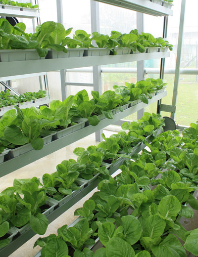 first commercial vertical farms in singapore