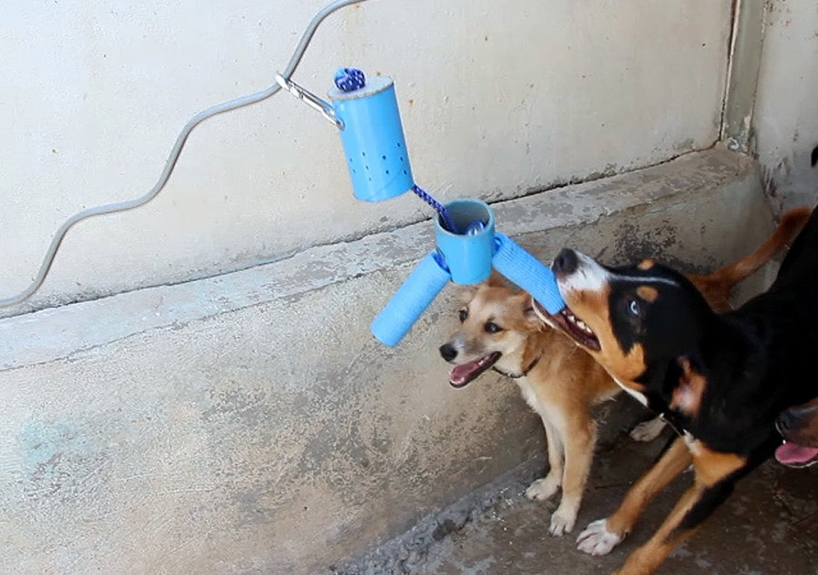Dog shelter toys