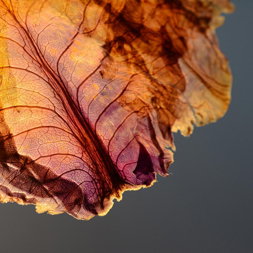 nir-meiri-vaiehi-thakkar-veggie-lights-cabbage-london-design-festival-09-16-2019-designboom