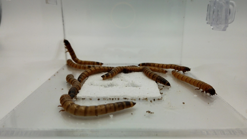 worm skyscraper by yong ju lee proposes a solution for polystyrene waste designboom