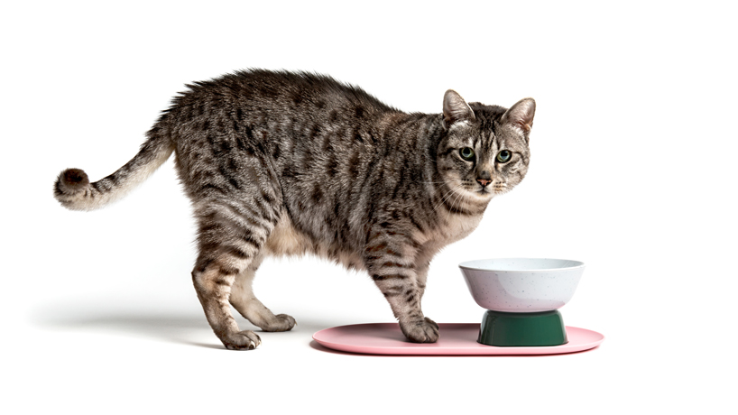 LAYER and cat person present a modern lifestyle collection for cats - 2