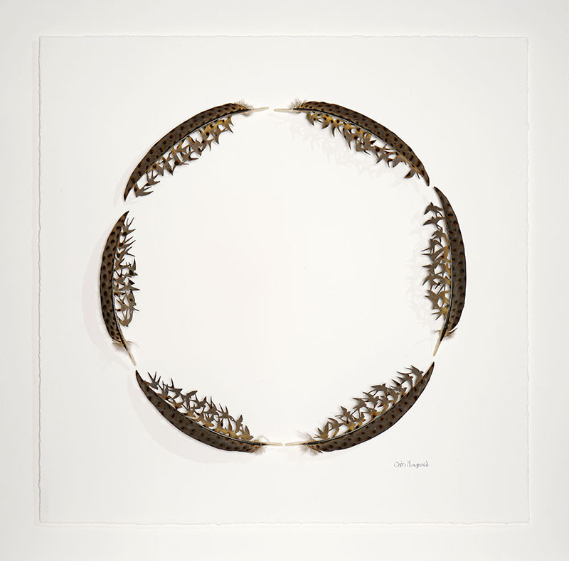 chris maynard carves real bird feathers into intricate artworks designboom