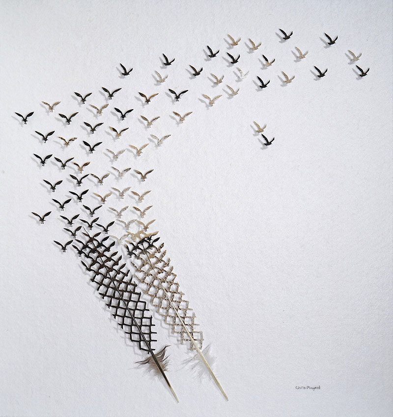 chris maynard carves real bird feathers into intricate artworks designboom