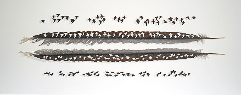 chris maynard carves real bird feathers into intricate artworks designboom