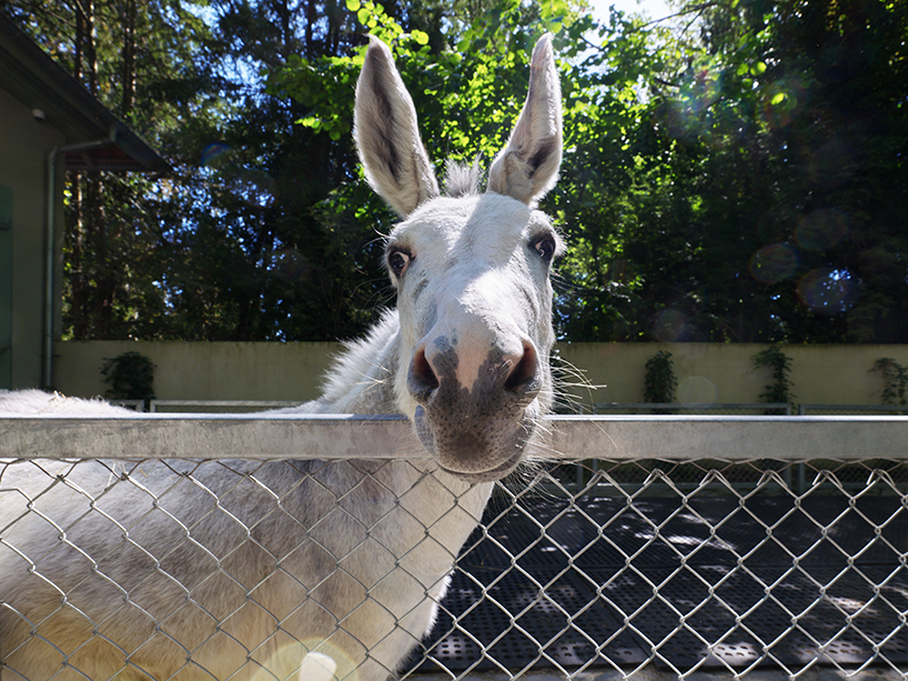 FREAKS refurbs strasbourg zoo's pedagogical farm in north-west france designboom