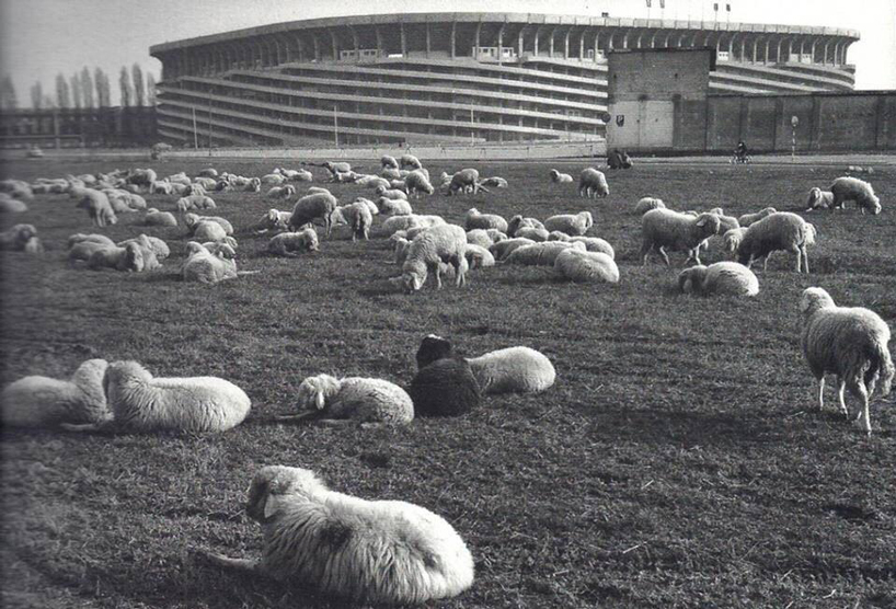 milan's san siro stadium is imagined as a tree-filled monument to the victims of COVID-19 designboom