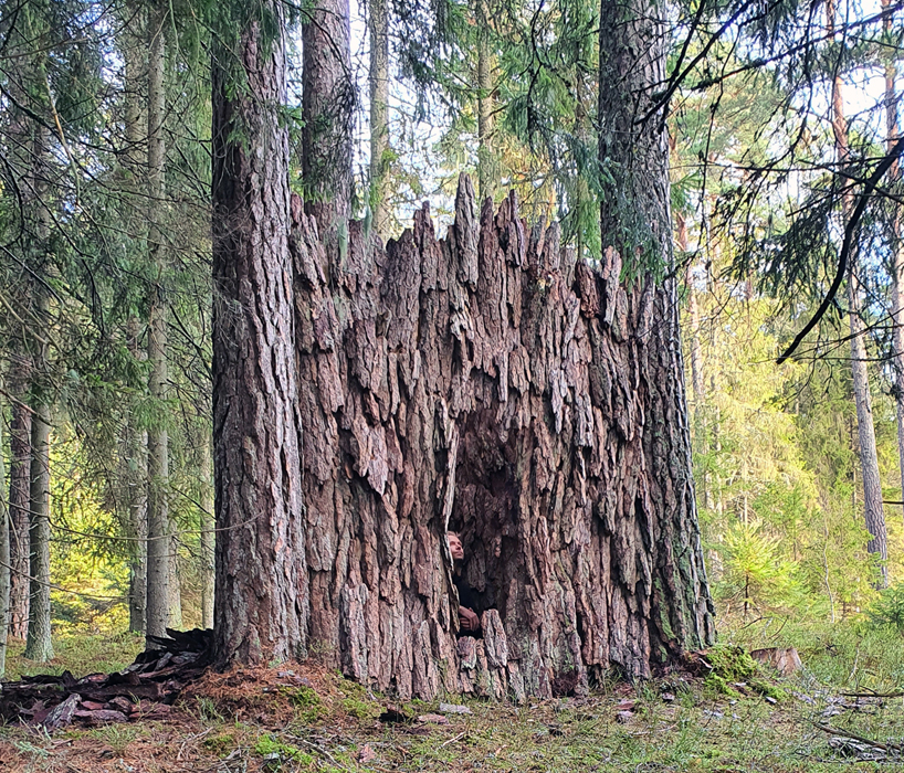 ulf mejergren repurposes dead trees into a pine bark hut camouflaged into swedish forest