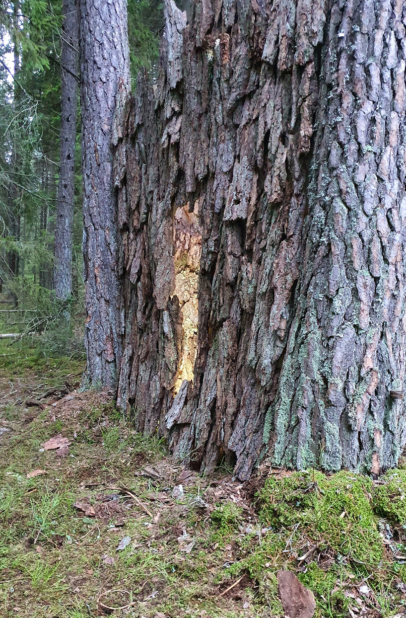 ulf mejergren repurposes dead trees into a pine bark hut camouflaged into swedish forest