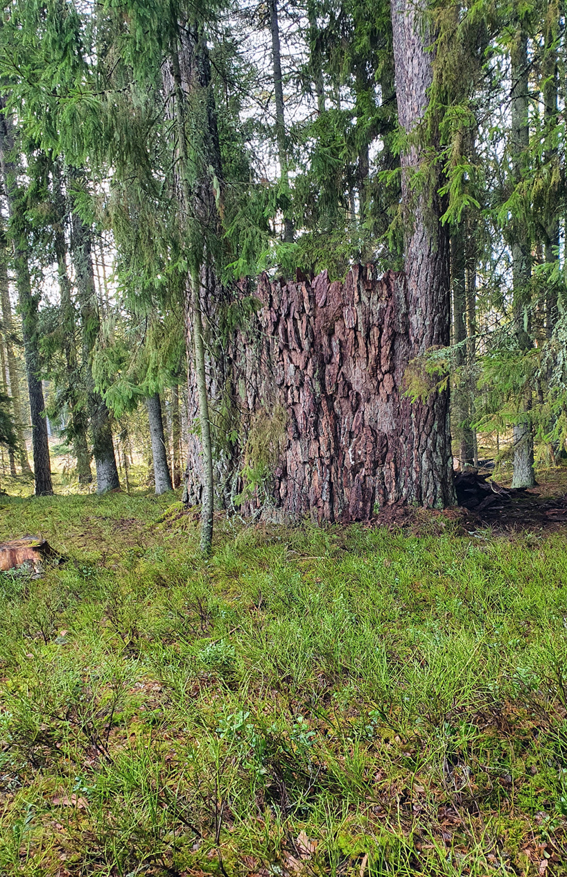 ulf mejergren repurposes dead trees into a pine bark hut camouflaged into swedish forest