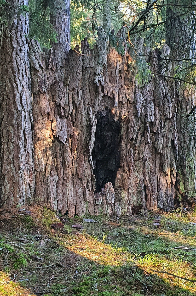 ulf mejergren repurposes dead trees into a pine bark hut camouflaged into swedish forest
