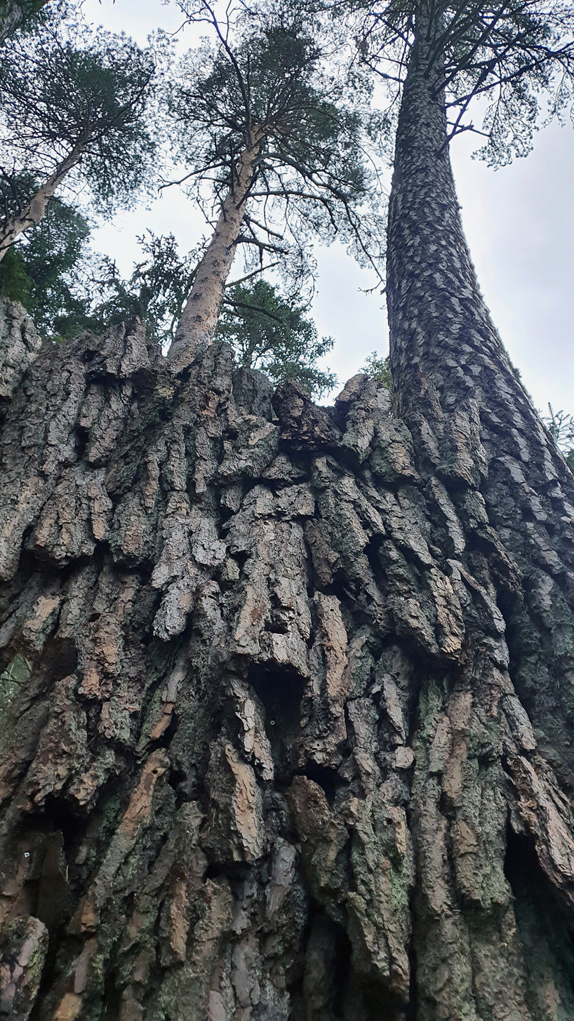 ulf mejergren repurposes dead trees into a pine bark hut camouflaged into swedish forest