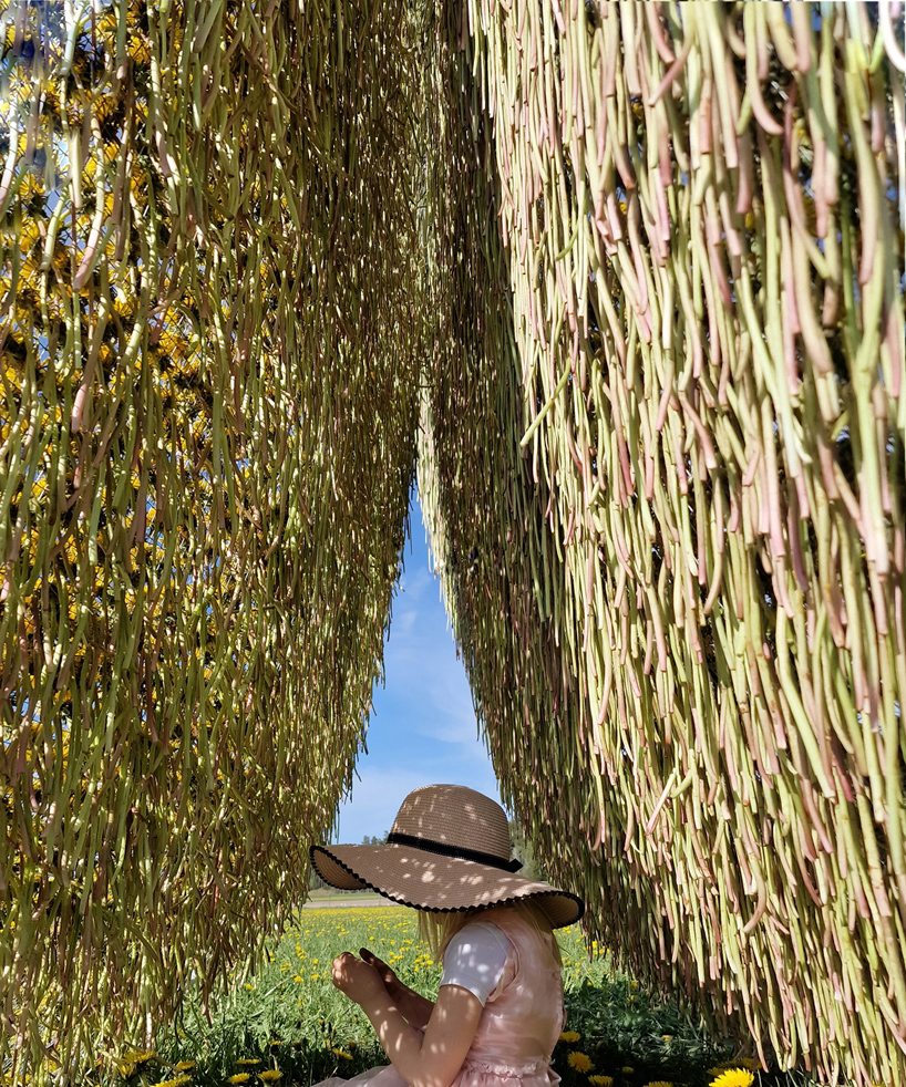 ulf mejergren crafts picnic dandelion hut from thousands of hand-picked flowers in swedish fields