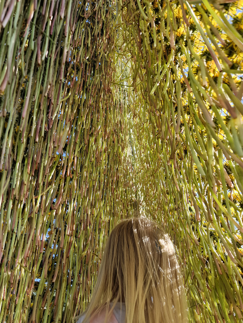 ulf mejergren crafts picnic dandelion hut from thousands of hand-picked flowers in swedish fields