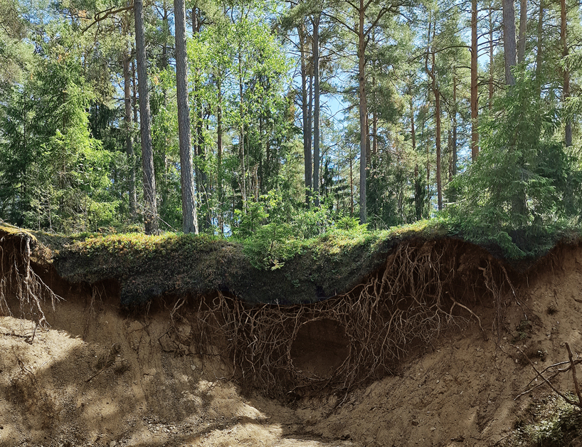 Ulf mejergren's sprawling root hut installation engulfs visitors in a curtain of branches and moss