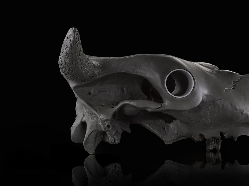 dov ganchrow combines real and 3D-printed cow skulls in in modular sculpture series