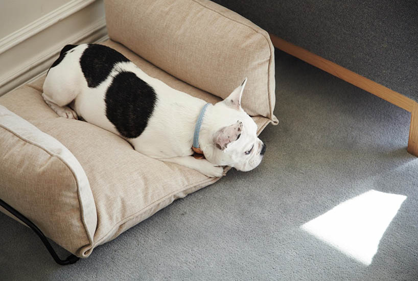 howlpot creates bespoke furnishings for your favorite companion