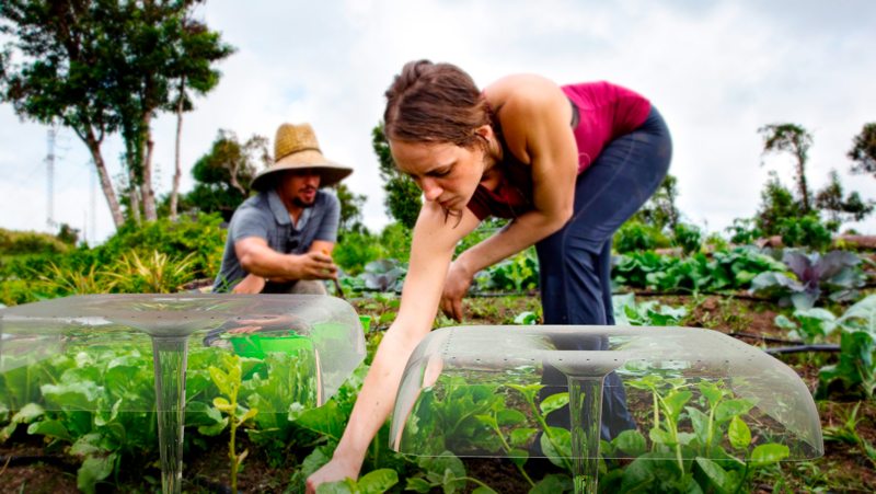 agrodome open field germinating system 1