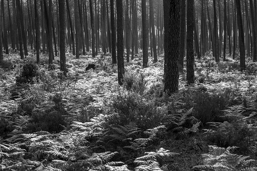 atelier bow wow didier faustino magical house maison de la culture du japon paris designboom