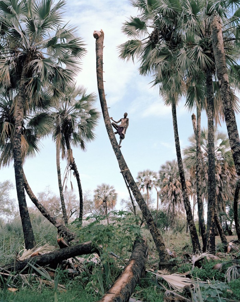 photographer kyle weeks palm wine collectors designboom