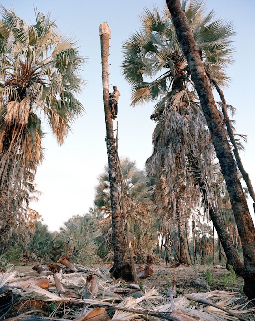 photographer kyle weeks palm wine collectors designboom