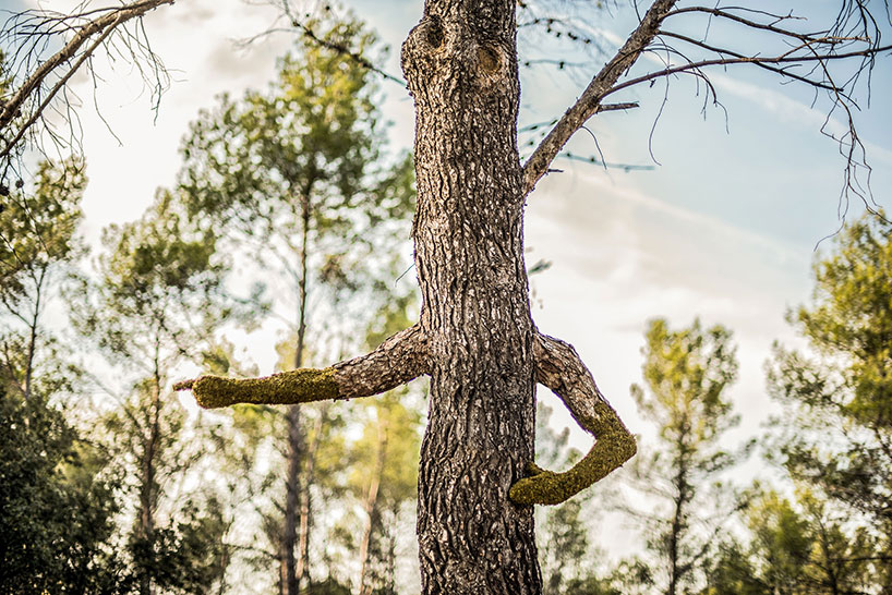 monsieur plant human nature, a surrealist evolution of the human being into a tree designboom