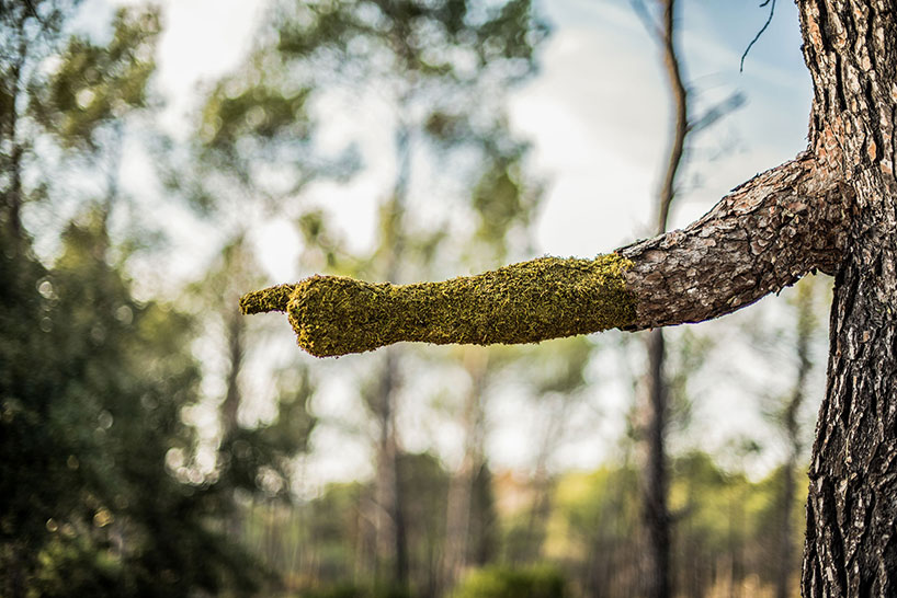monsieur plant human nature, a surrealist evolution of the human being into a tree designboom