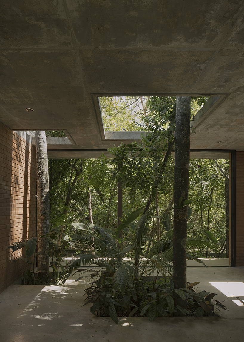 a forest in the house by equipo de arquitectura integrates existing trees into residential design in paraguay 6